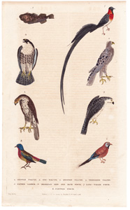 1. Gentle Falcon  2. Gyr Falcon  3. Spotted Falcon  4. Peregrine Falcon  5. Father Lasher  6. Brazilian Red and Blue Finch  7. Long-tailed Finch  8. Painted Finch 